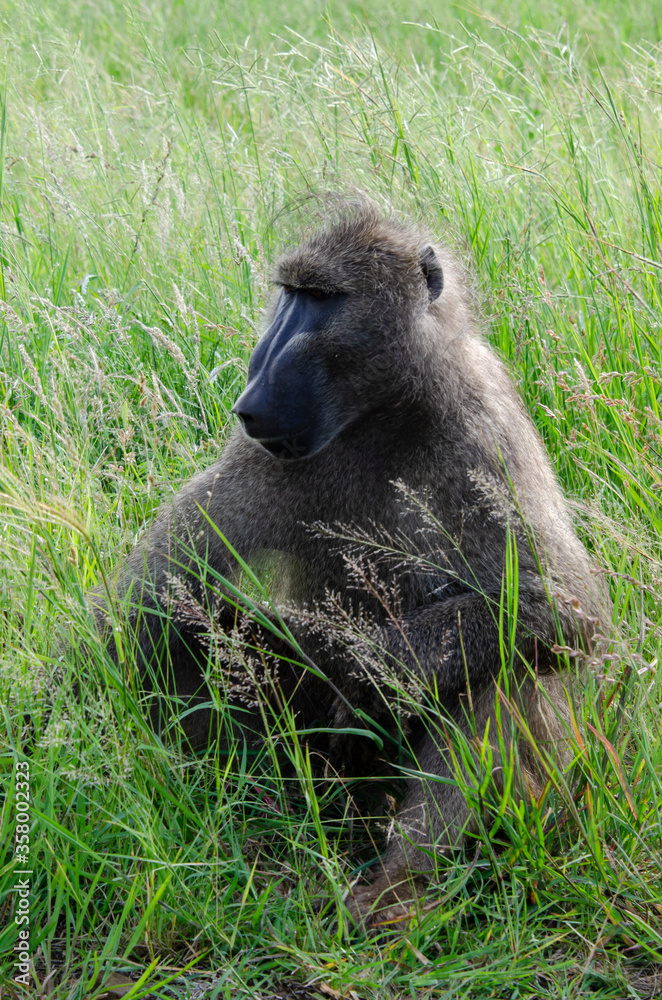 Obraz premium Babouin chacma, Papio ursinus , chacma baboon, Parc national Kruger, Afrique du Sud