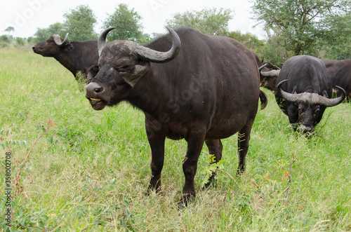 Buffle d'Afrique, Syncerus caffer, Parc national Kruger, Afrique du Sud