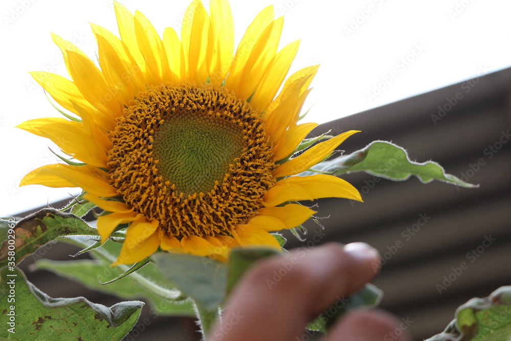 Naklejka premium sunflower and the sky