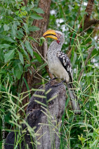 Calao à bec jaune,.Tockus flavirostris, Eastern Yellow billed Hornbill, Parc national Kruger, Afrique du Sud