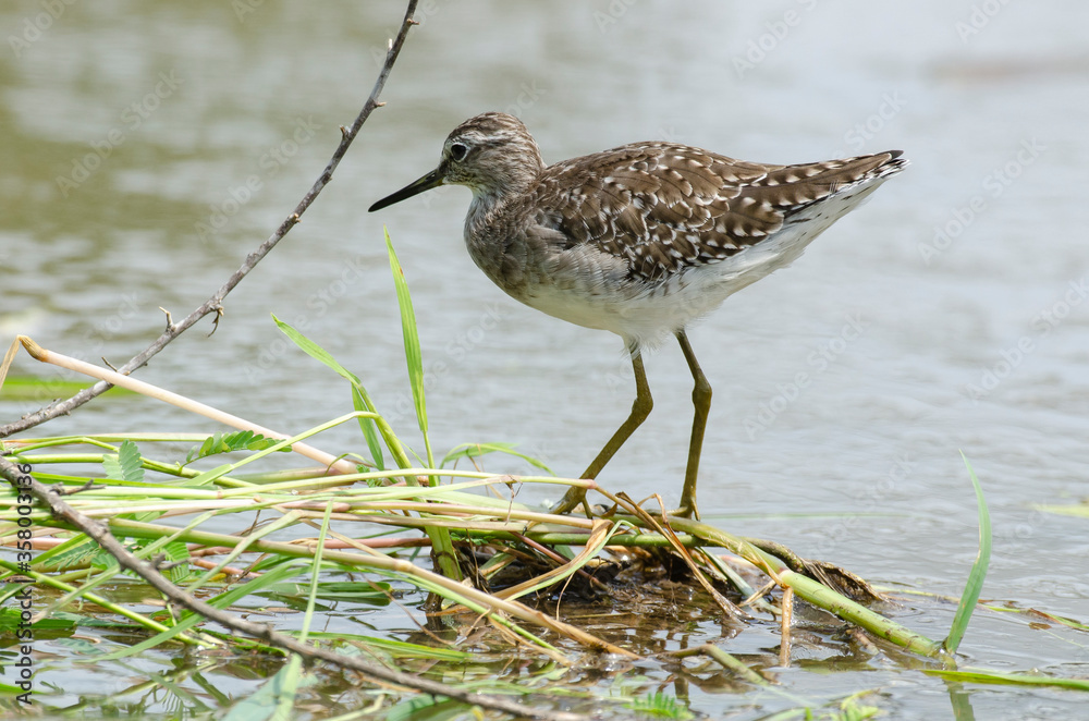Chevalier guignette,.Actitis hypoleucos, Common Sandpiper Chevalier guignette,.Actitis hypoleucos, Common Sandpiper