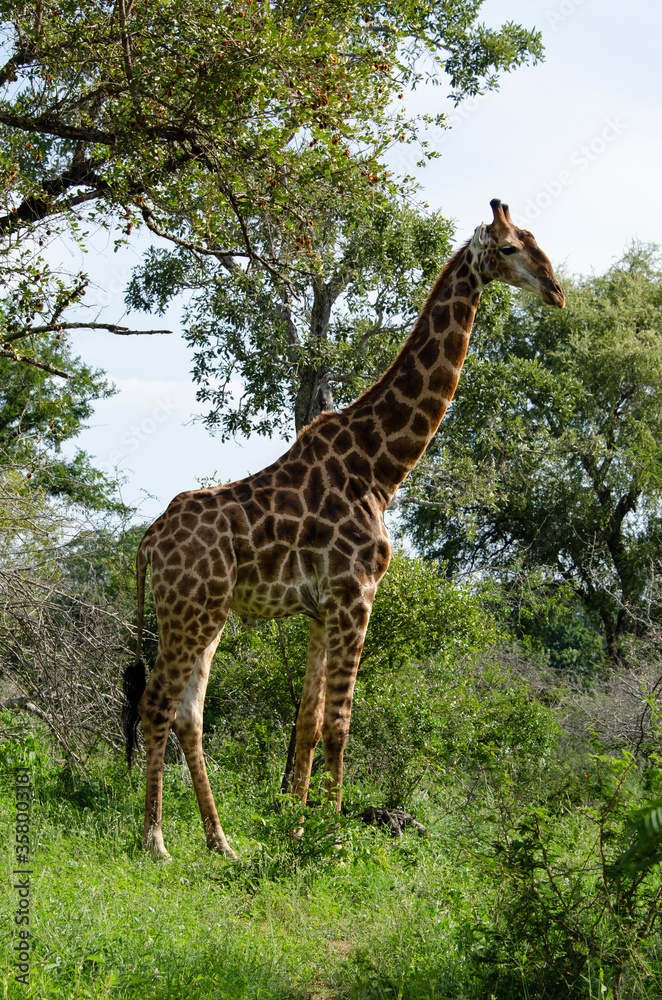 Girafe, Giraffa Camelopardalis, Parc national Kruger, Afrique du Sud Girafe, Giraffa Camelopardalis, Parc national Kruger, Afrique du Sud
