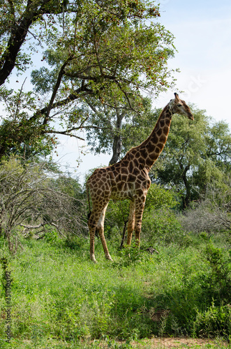 Girafe  Giraffa Camelopardalis  Parc national Kruger  Afrique du Sud