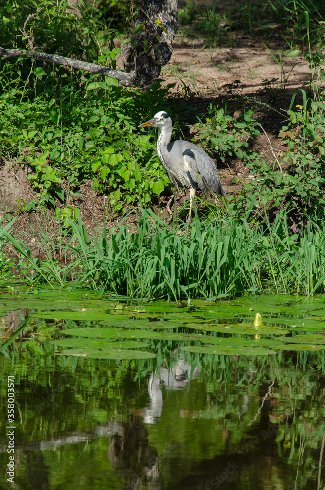 Fototapeta premium Héron cendré, Ardea cinerea, Grey Heron