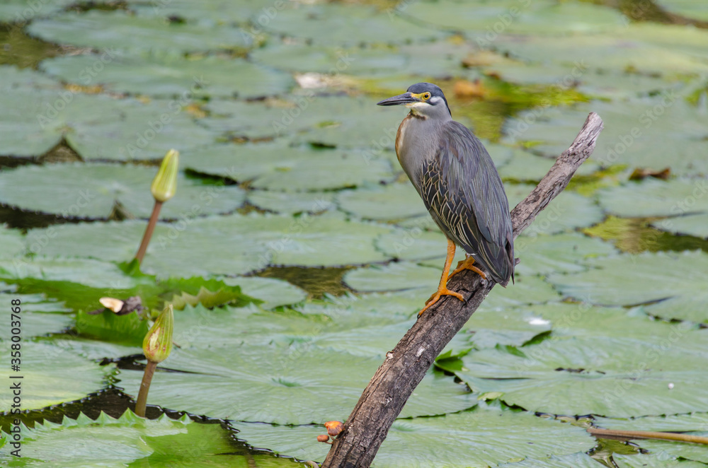 Héron strié,.Butorides striata, Striated Heron Héron strié,.Butorides striata, Striated Heron