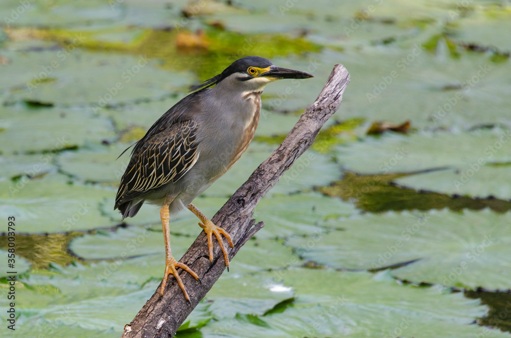 Héron strié,.Butorides striata, Striated Heron Héron strié,.Butorides striata, Striated Heron