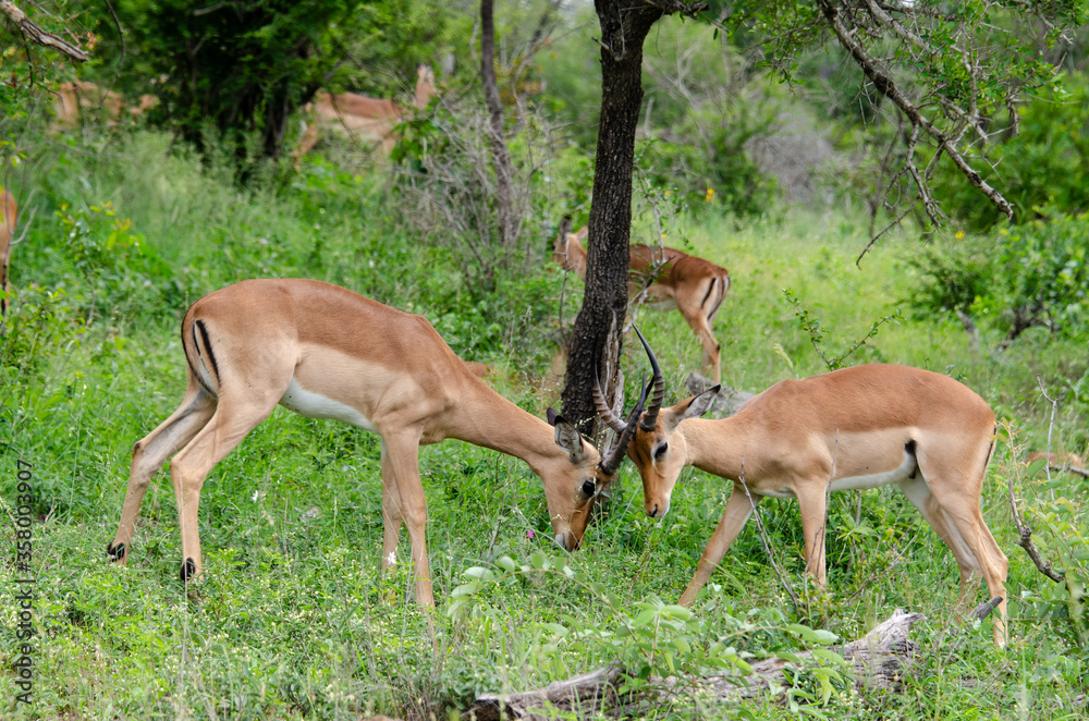 Impala, male, Aepyceros melampus