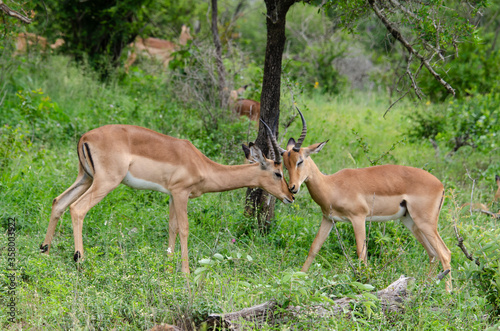 Impala, male, Aepyceros melampus © JAG IMAGES