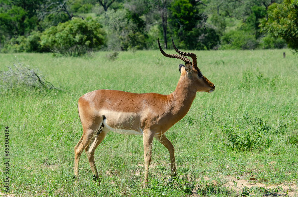Impala, male, Aepyceros melampus Impala, male, Aepyceros melampus
