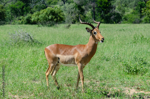 Impala  male  Aepyceros melampus