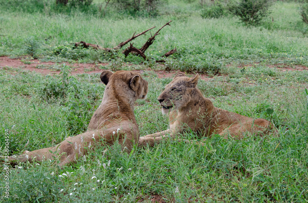 lion, femelle, lionne, Panthera leo, Afrique lion, femelle, lionne, Panthera leo, Afrique