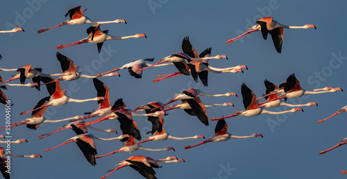 Flamingo birds on Qatar's north-eastern coast 