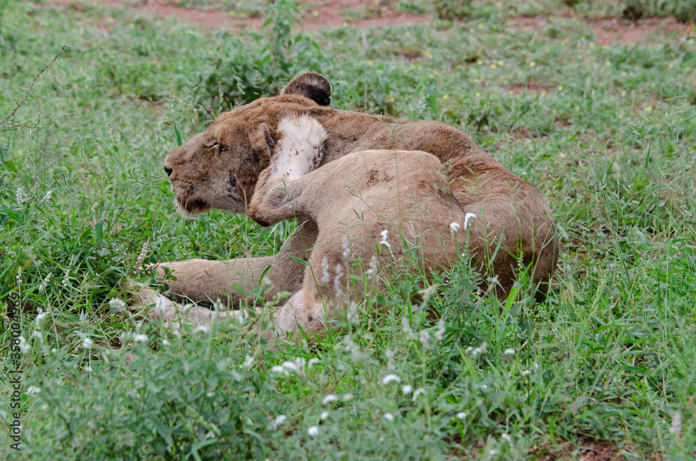 Obraz premium lion, femelle, lionne, Panthera leo, Afrique