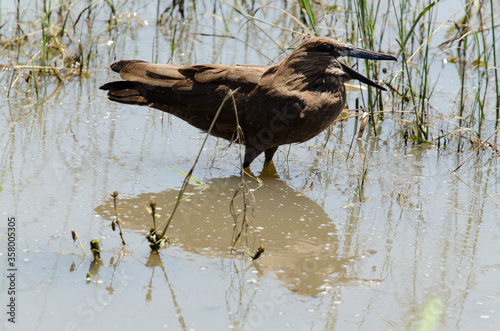 Ombrette africaine,.Scopus umbretta, Hamerkop photo