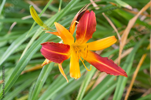 Foto Orange and yellow tiger daylily flower in a garden during summer