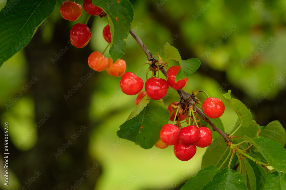 Ripe red cherry fruit at a tree