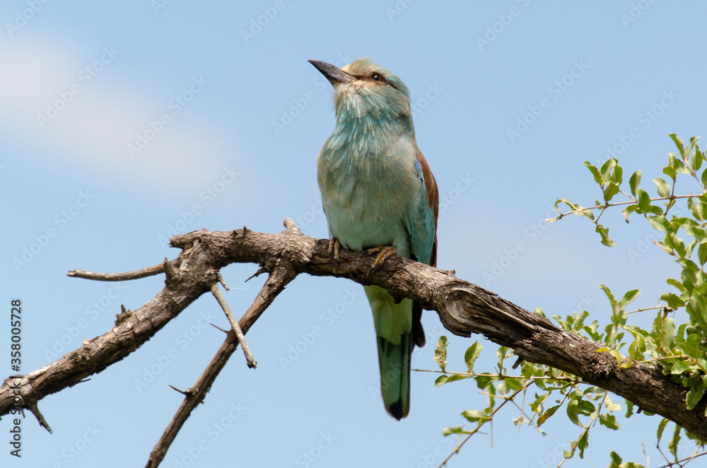 Obraz premium Rollier d'Europe,.Coracias garrulus, European Roller