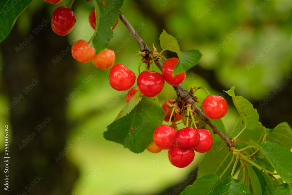 Red cherry fruit a a tree twig
