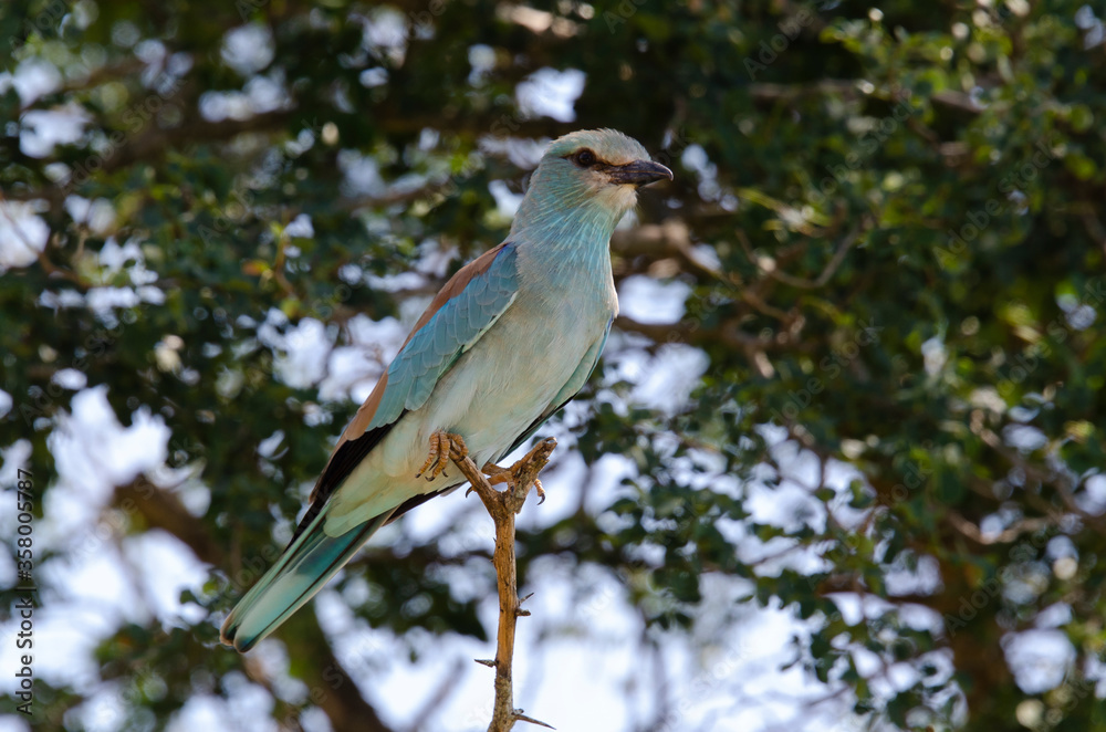 Rollier d'Europe,.Coracias garrulus, European Roller Rollier d'Europe,.Coracias garrulus, European Roller