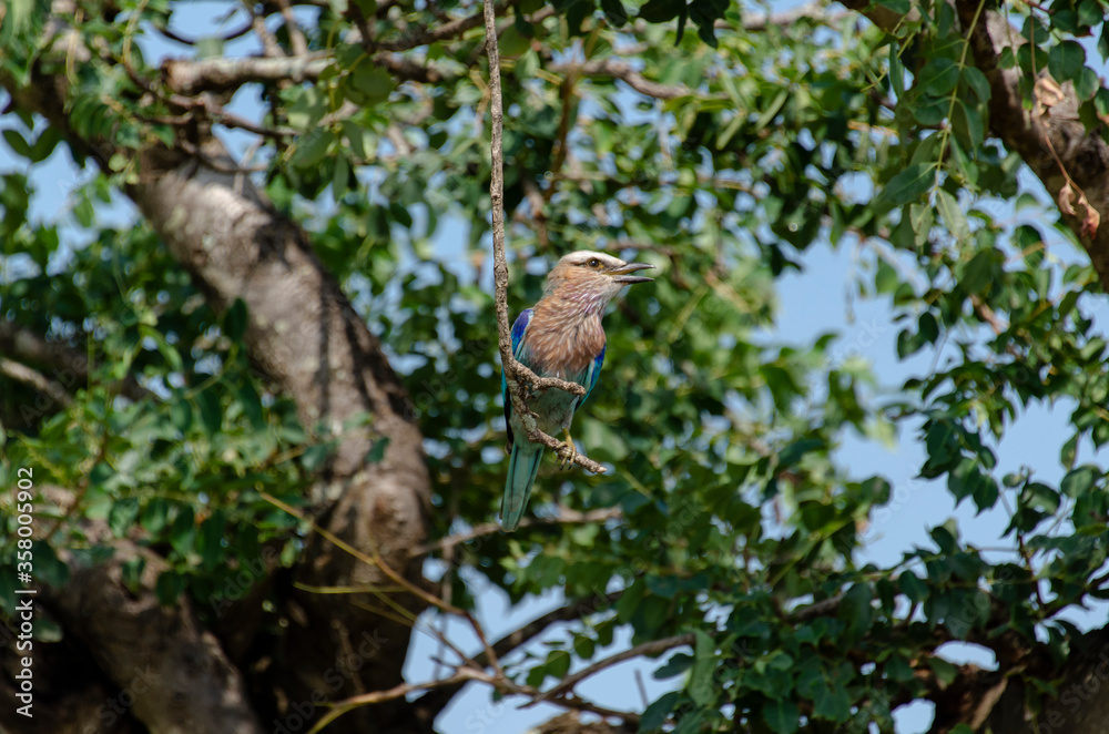 Rollier varié,.Coracias naevius, Purple Roller