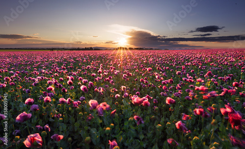 Landscape with nice sunset over poppy field