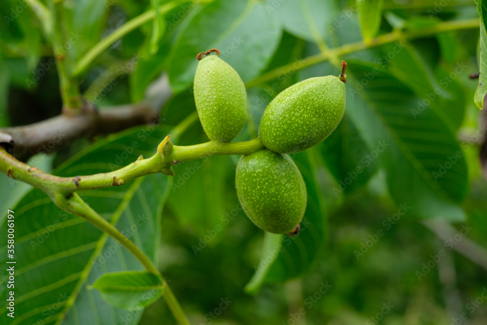 Three green walnuts at a branch