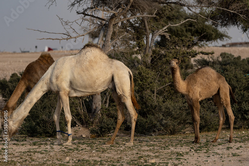 Domestic camels in Qatar s south-west