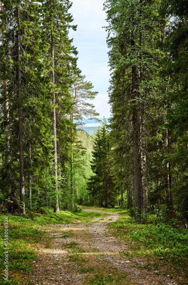 Fototapeta premium path in the woods