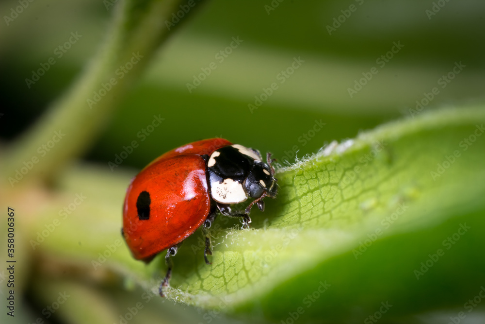 ladybug on grass