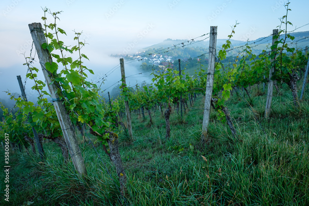 Obraz premium Vineyard landscape with mist and clouds