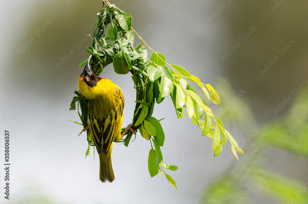 Naklejka premium Tisserin intermédiaire,.Ploceus intermedius, Lesser Masked Weaver