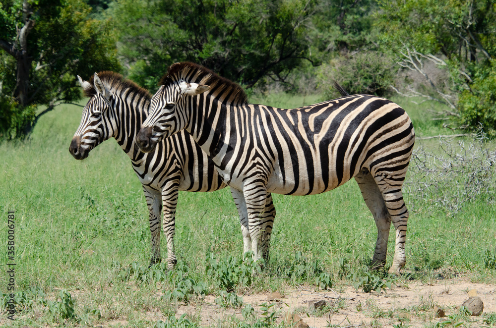 Zèbre de Burchell, Equus quagga, Parc national Kruger, Afrique du Sud Zèbre de Burchell, Equus quagga, Parc national Kruger, Afrique du Sud