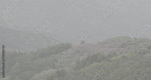 landsacpe of korea mountain azalea flower swarm