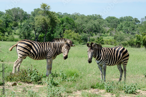 Z  bre de Burchell  Equus quagga  Parc national Kruger  Afrique du Sud