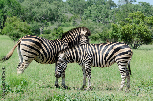 Z  bre de Burchell  Equus quagga  Parc national Kruger  Afrique du Sud