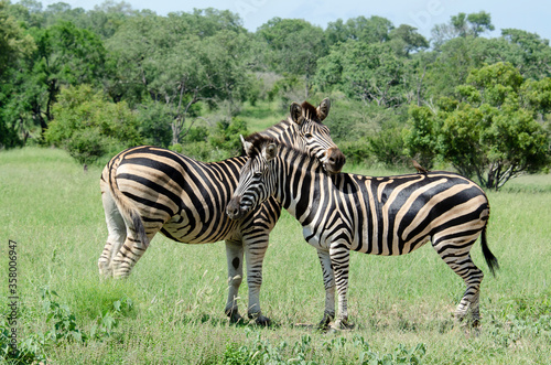 Z  bre de Burchell  Equus quagga  Parc national Kruger  Afrique du Sud