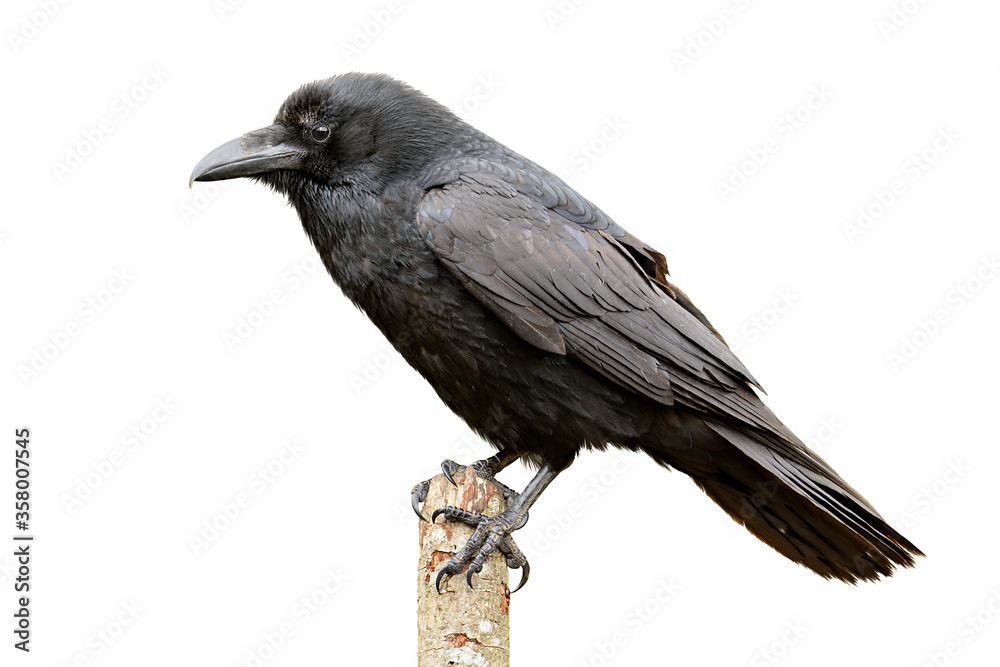 Fototapeta premium Raven isolated on white