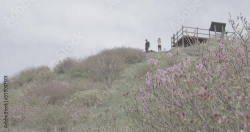 landsacpe of korea mountain azalea flower swarm