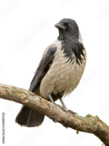 Crow on a Branch isolated on white