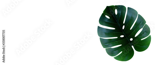 Monstera leaf isolated on white background with a copy space. Botanical nature concept. Banner. Top view.