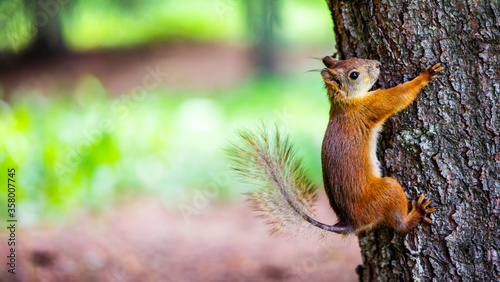 A red squirrel is sitting on a tree © Lensplayer