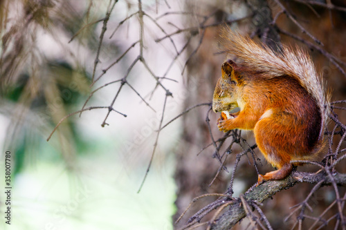 A red squirrel sits on a branch and eats