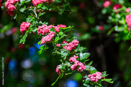 Beautiful pink blossom of hawthorn at spring