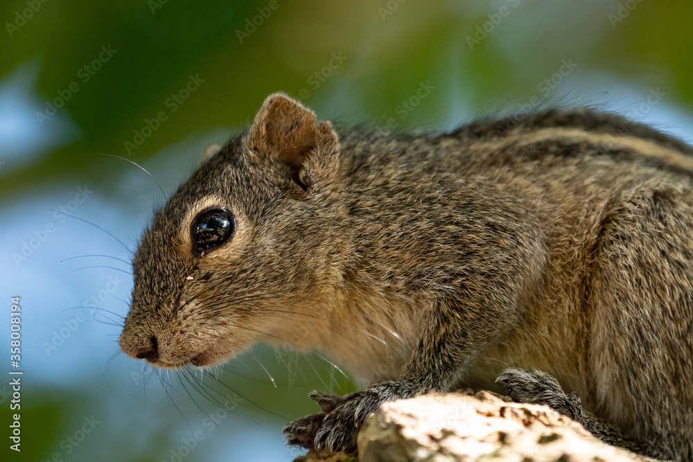 Obraz premium Indian palm squirrel