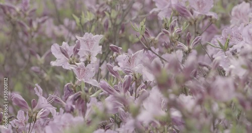 close up of azalea flower