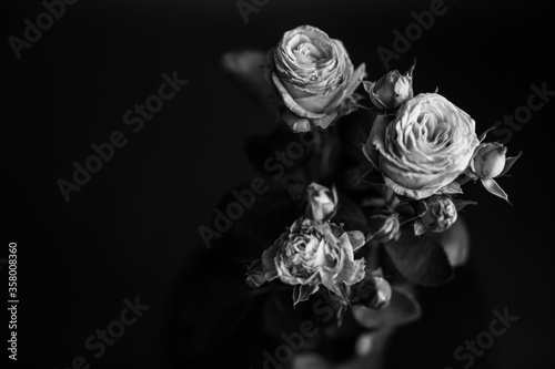 Studio photo black and white flowers and plants,flowers on black background