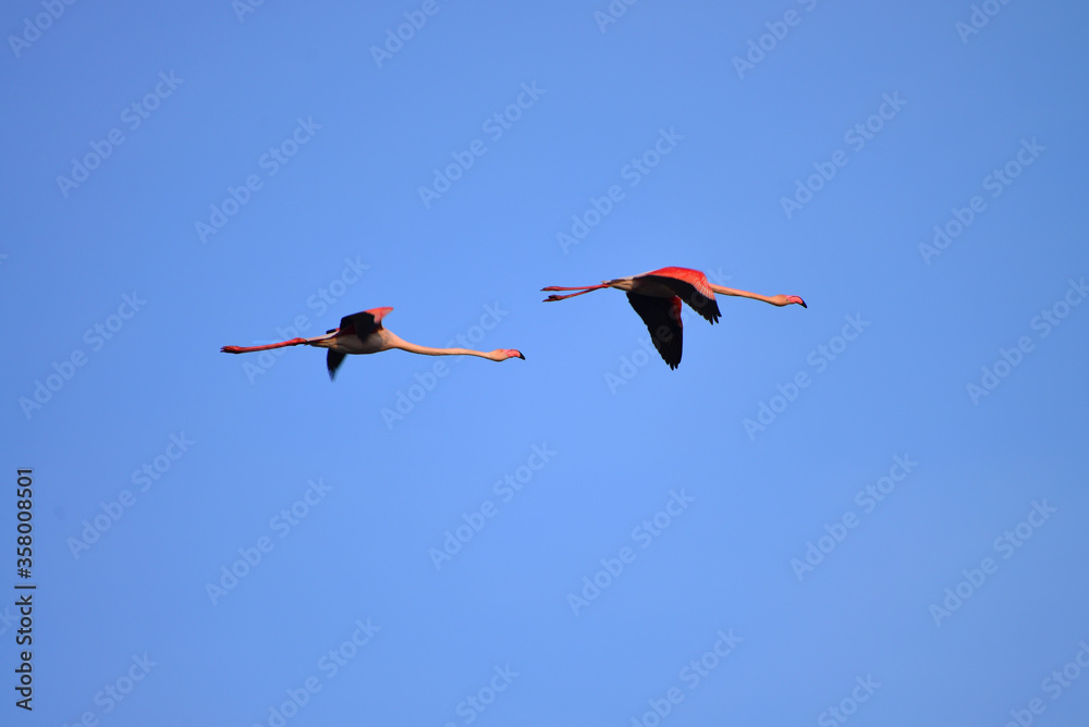 Obraz premium Two Greater flamingos (Phoenicopterus roseus) in flight. Camargue, FrancePhoenicopteridae