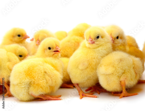Group of little chickens.