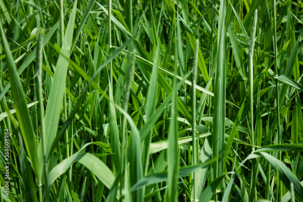 Spring background with wild grass on the nature. Juicy colorful grass on the lawn close-up. In the meadow, plants grow densely and quickly, using the contrast of light and color. On a clear sunny day Spring background with wild grass on the nature. Juicy colorful grass on the lawn close-up. In the meadow, plants grow densely and quickly, using the contrast of light and color. On a clear sunny day