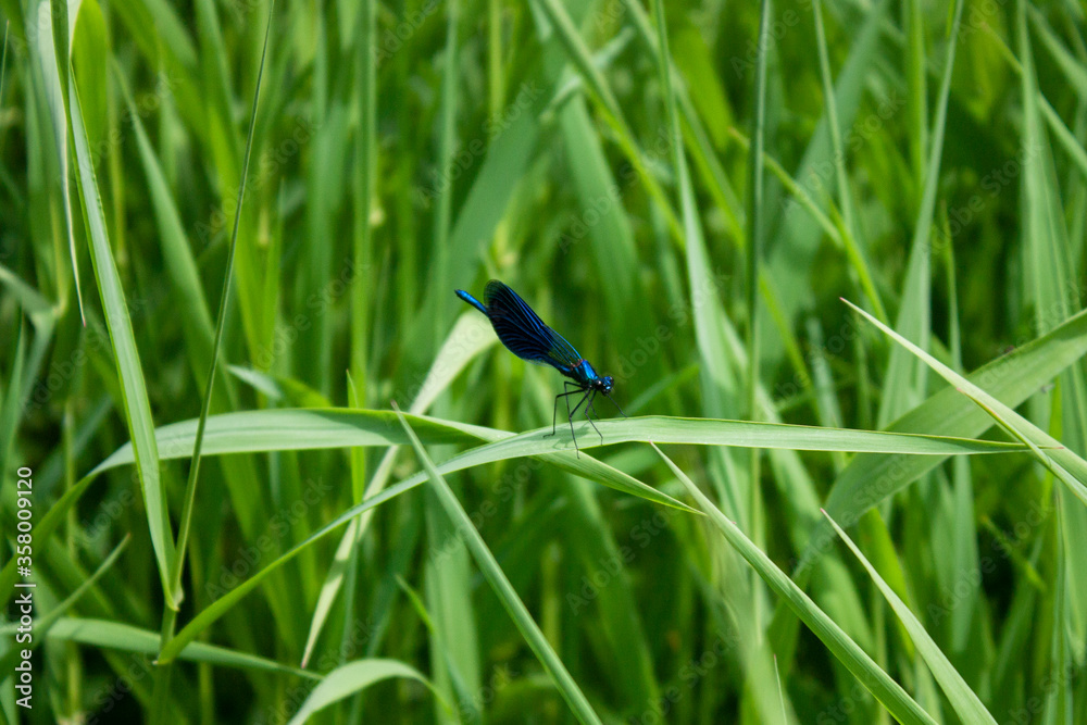 The brilliant beauty (lat.Calopteryx splendens) is a dragonfly of the genus Calopteryx. The dragonfly sits on the green grass. General form in a summer day The brilliant beauty (lat.Calopteryx splendens) is a dragonfly of the genus Calopteryx. The dragonfly sits on the green grass. General form in a summer day